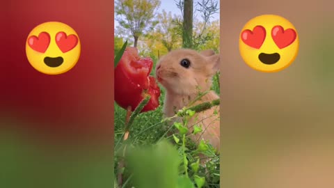 the pretty ones Very cute little rabbits