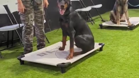 Malinois vs Doberman vs German shepherd