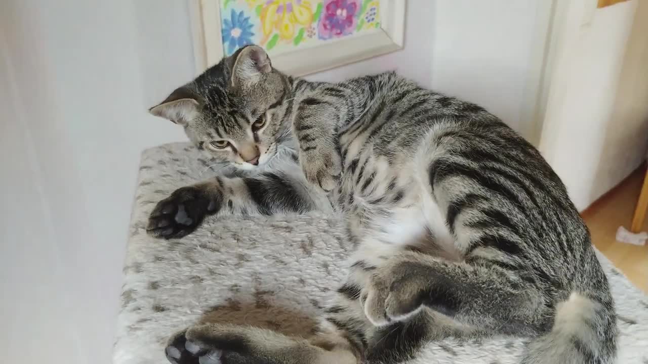 I have to touch the cat belly...