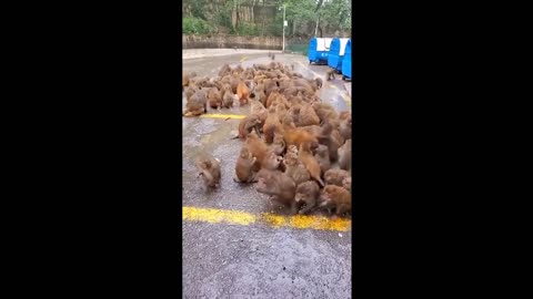 Cute Baby Animals Videos