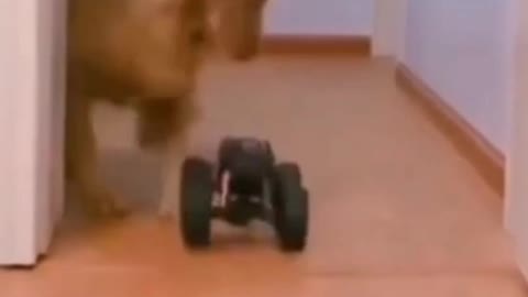 #short..funniest vedio..dogs and cats..