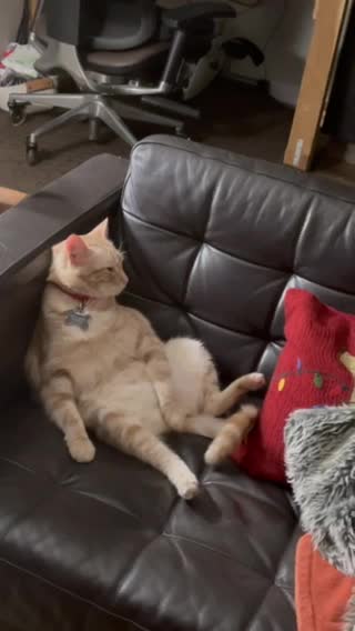 Cat sits upright on the couch! Hilarious