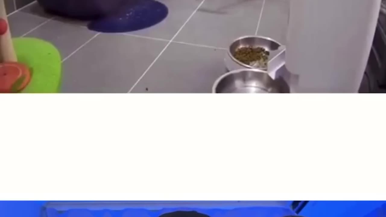 Animal funny videos 😅😅😅