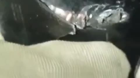 Ukrainian Shot in the Phone