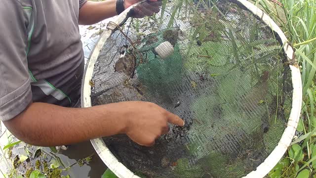 Peixinhos parte 1