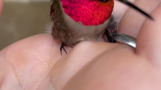 Gorgeous Hummingbird