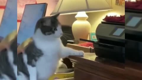 Cute pet funny video