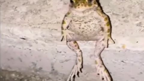Funny cat dog animals compilation animal videos on Instagram Tiktok