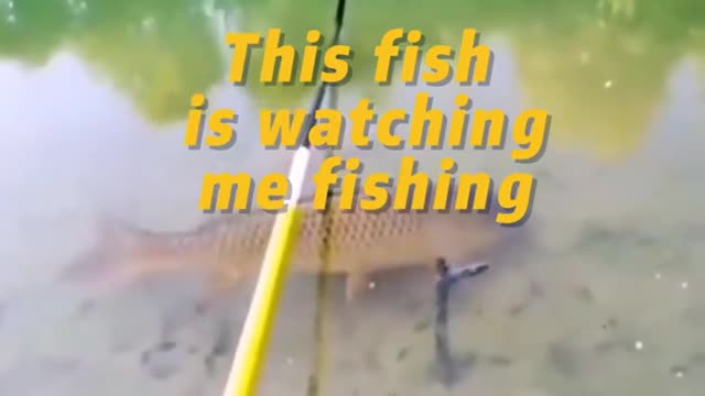 This fish is watching me fishing