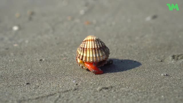 Surprise in sea shell | Laganas Beach, Zakynthos