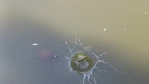 Bluegill kissena