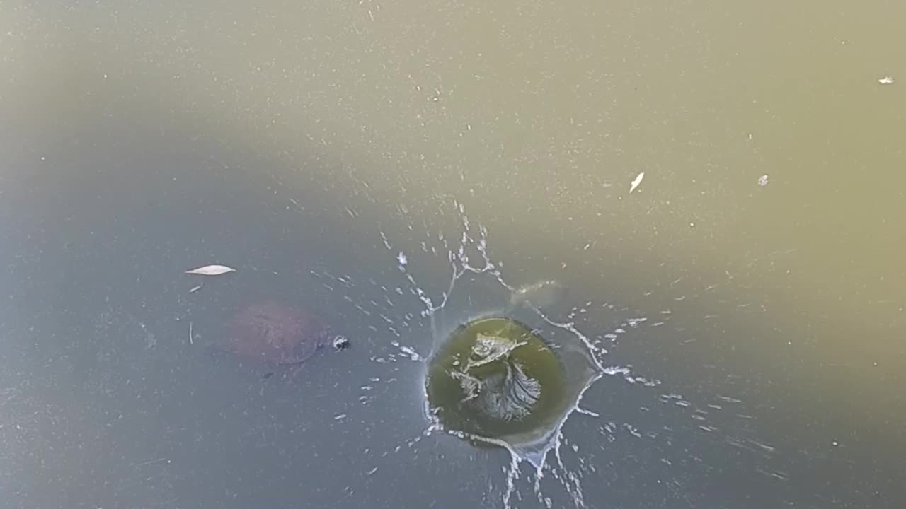 Bluegill kissena