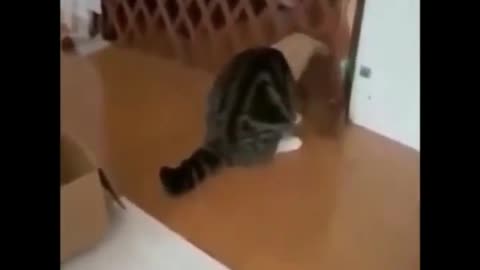 funny videos cats