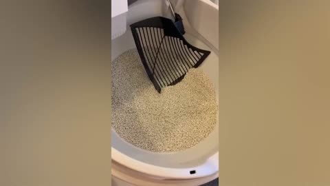 I tried not to laugh with these pets, but it's IMPOSSIBLE