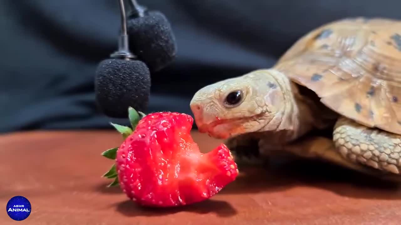 Adorable turtle eating strawberry!!!