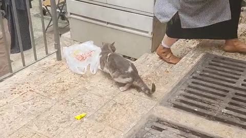 Series1: Jerusalem cats Day10 (Vid6/12)