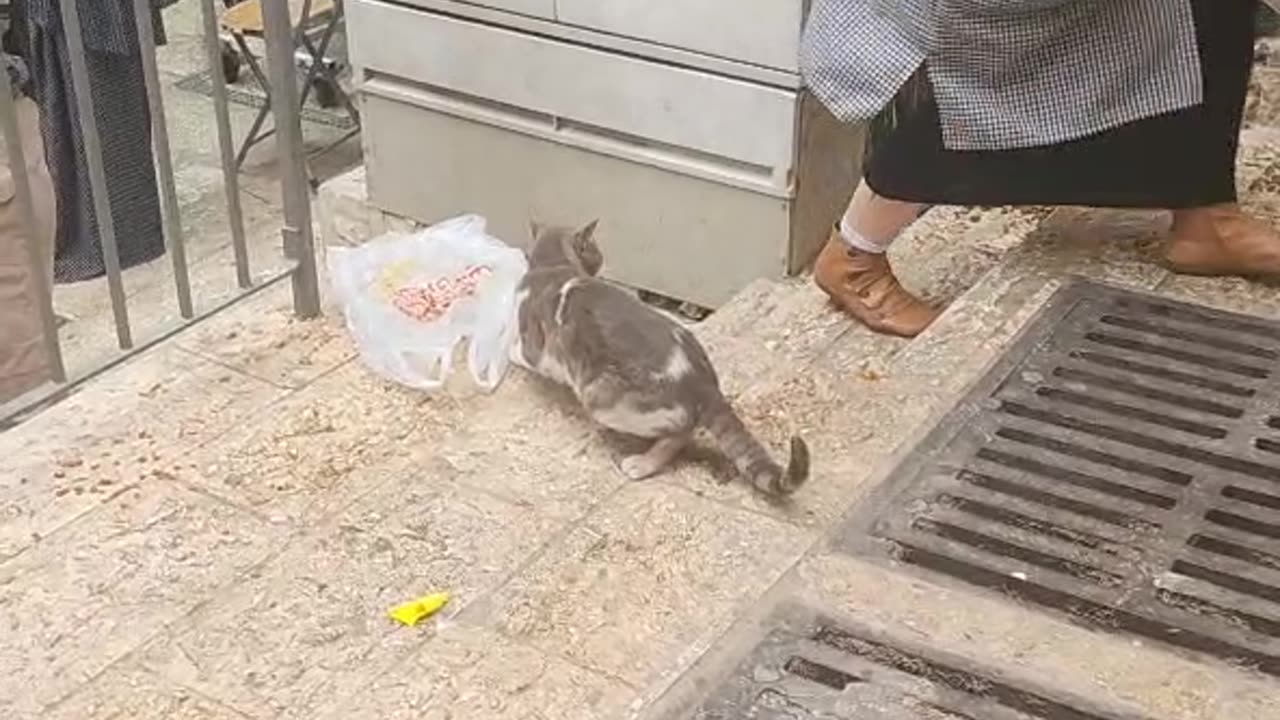 Series1: Jerusalem cats Day10 (Vid6/12)