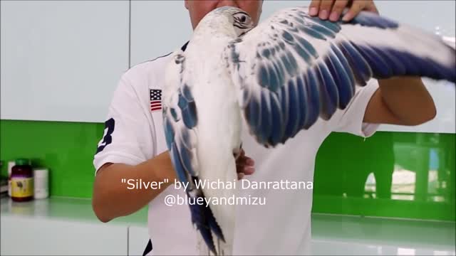 "Silver" is one of the rarest parrots (macaws) in the world!