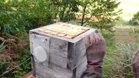 Harvesting honey - Bee master in Kyoto, Japan. Japanese honeybees, apis cerana japonica