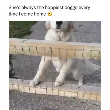 golden wags is what your dog will be doing for the best owner ever or the delivery driver