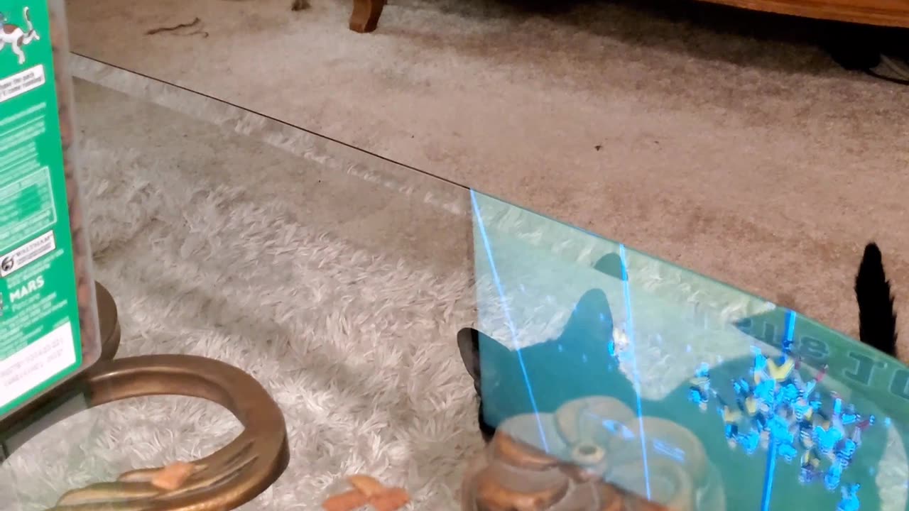 Smart cat asks for a treat