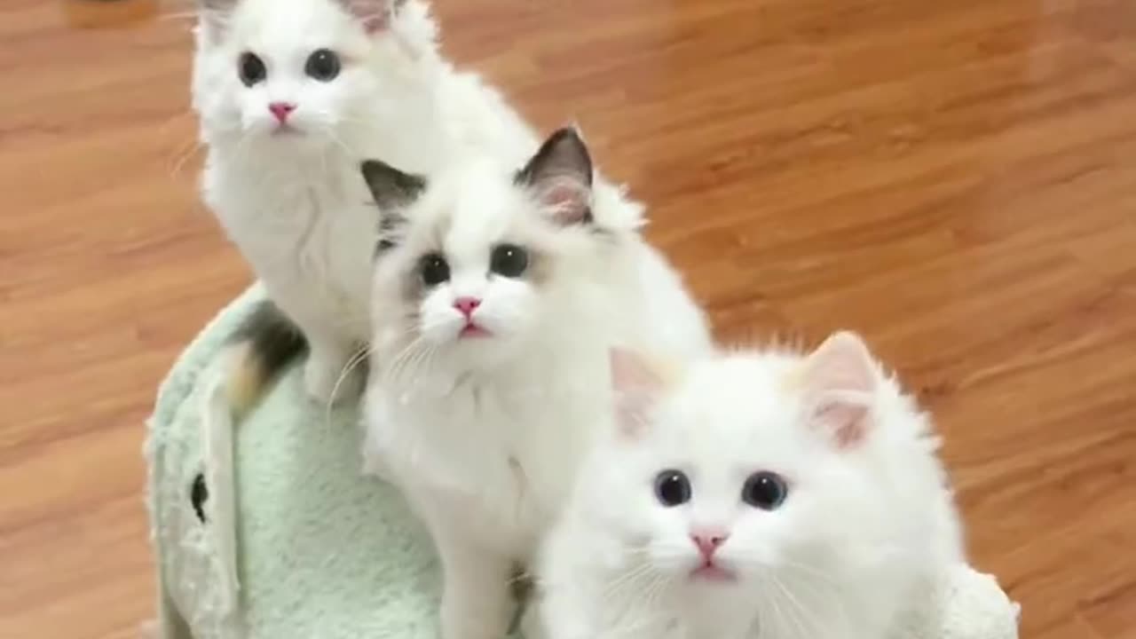 Cute Cats And Kittens Meow Meow