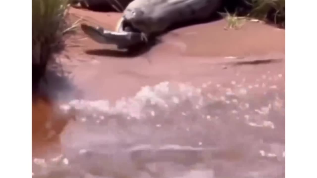 Giant Green Anaconda regurgitates anaconda alive