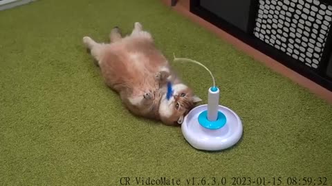 Lazy cat with a toy