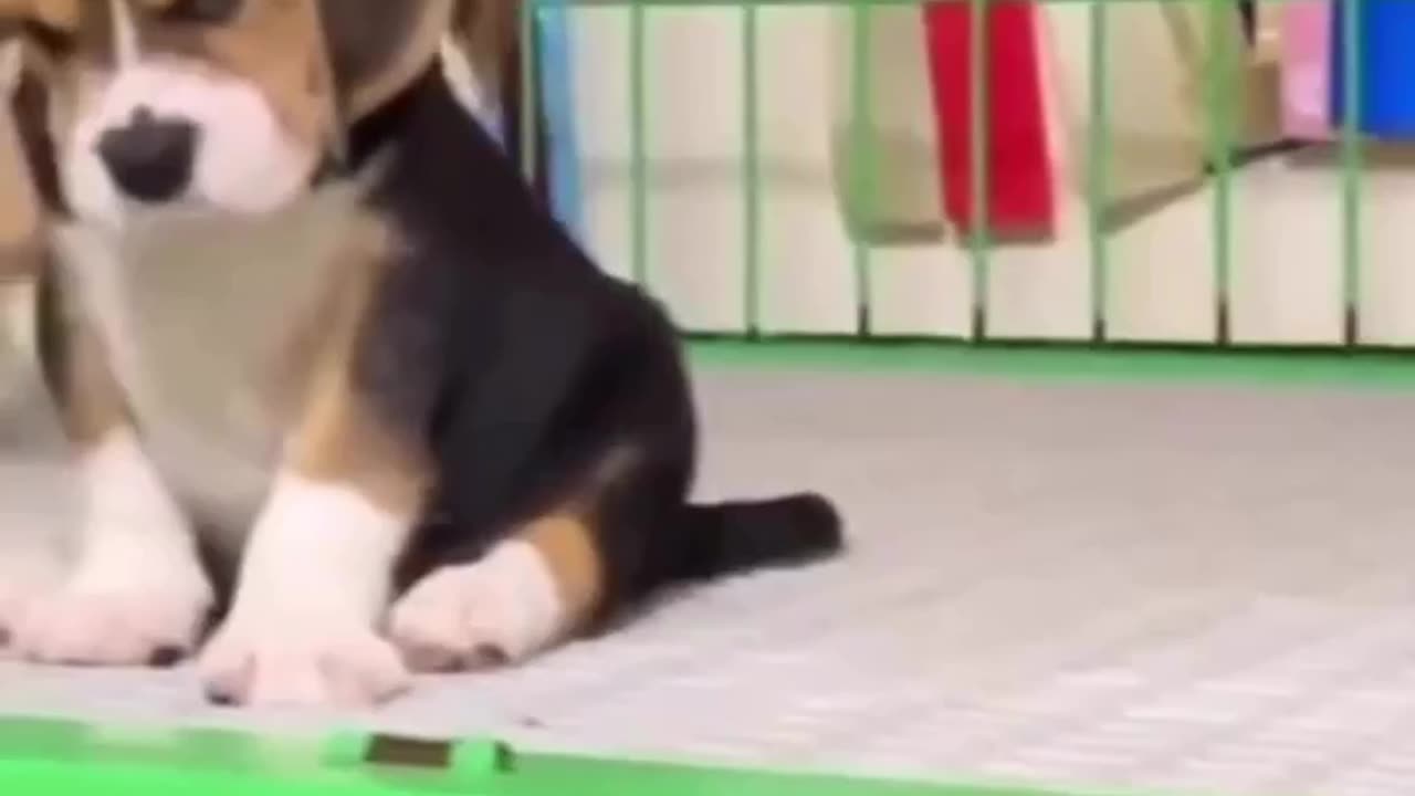 Funny hilarious dogs