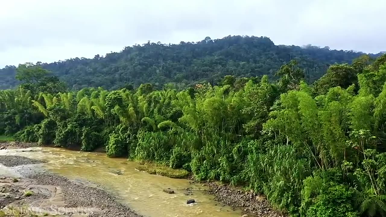 Wildlife in Amazon Jungle | Rainforest Sounds | Scenic Relaxation Film