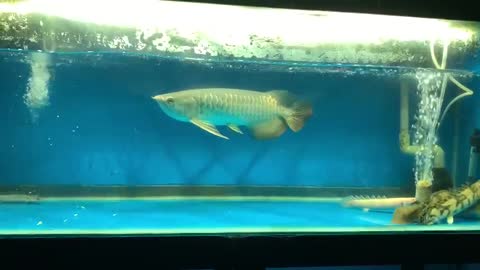 Arowana Eating Geckos