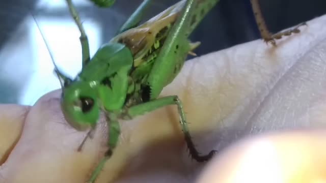 Grasshopper eats from hand