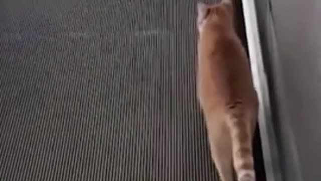 Funniest Cat And Dogs 😂 Funny Animal Videos 2022