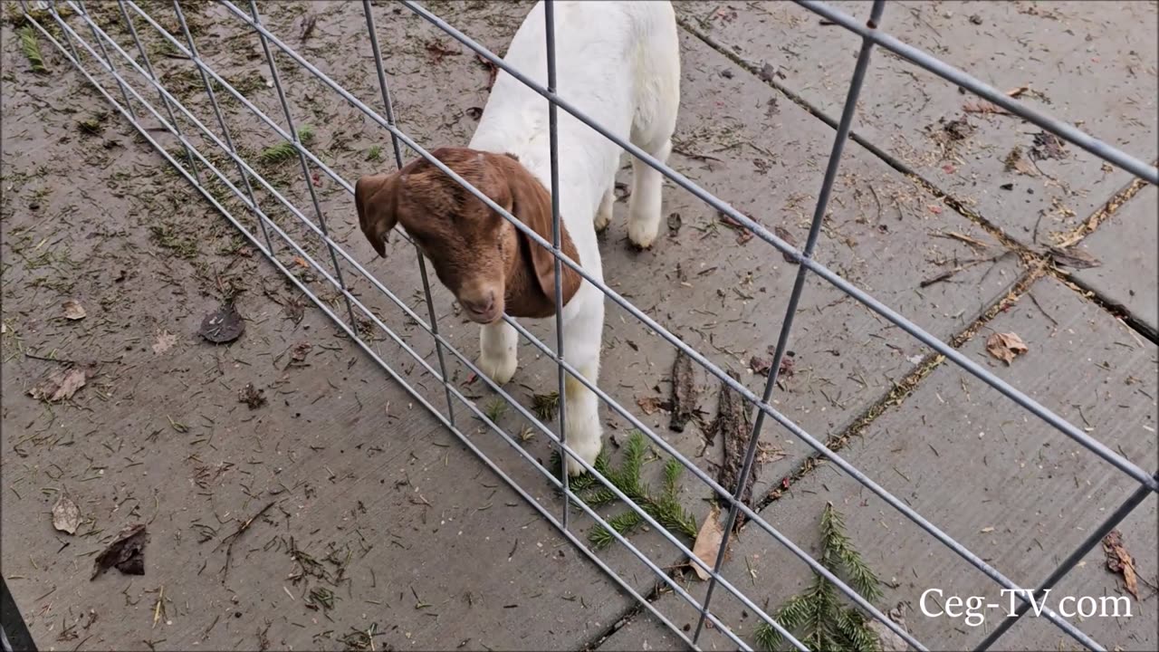 Graham Family Farm: Kid Grazing Pen