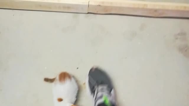 Cat nap