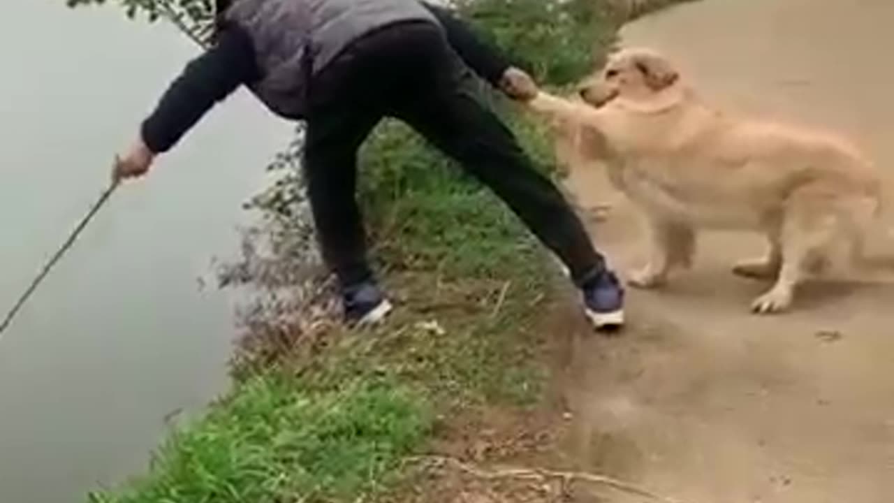 Cute dog helping a man