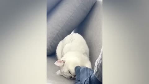 Cutest cat smell reaction🤣