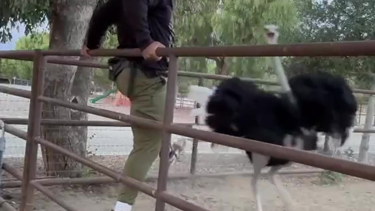 And the ostrich brother.......