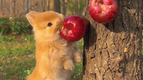 bunny eating apple