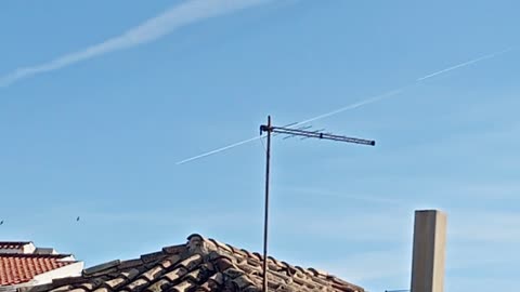 🚨Questi gabbiani scassano la 🖕
