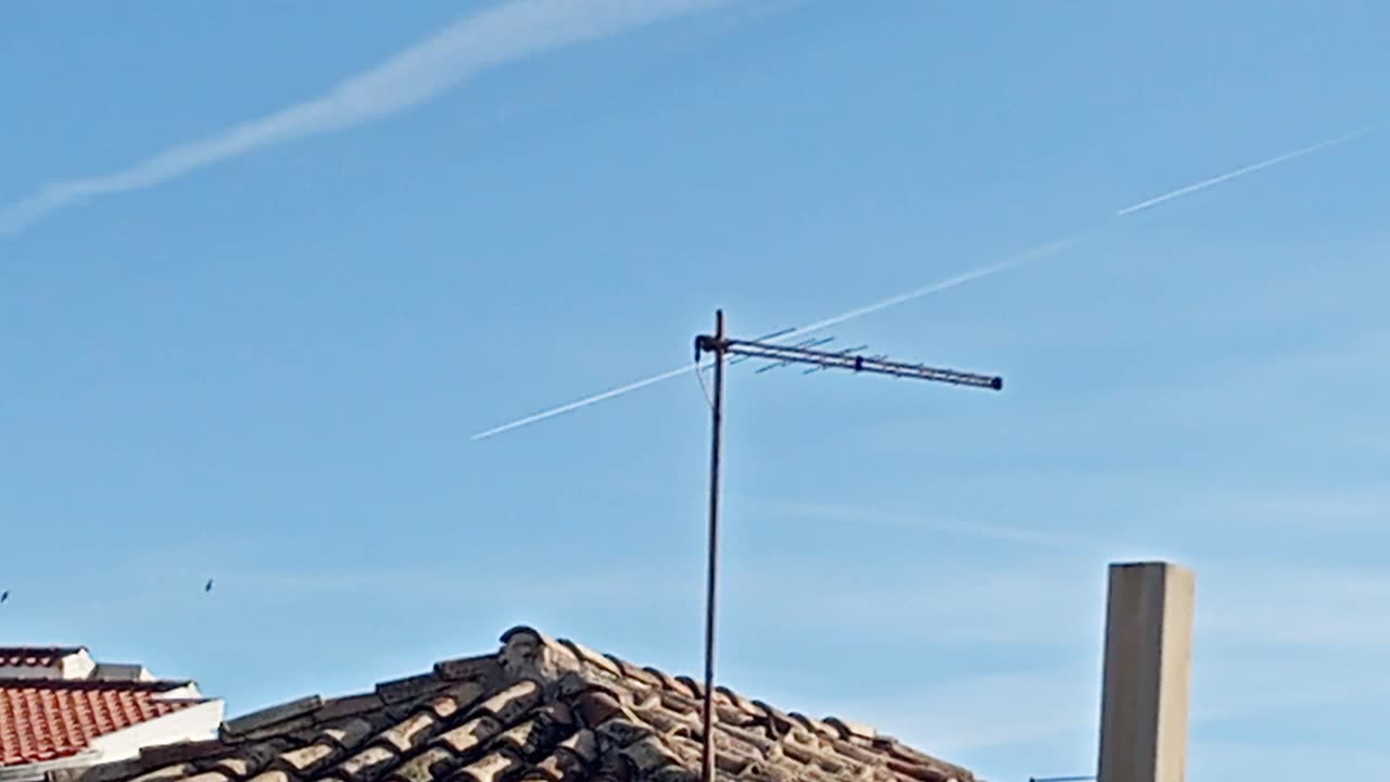 🚨Questi gabbiani scassano la 🖕
