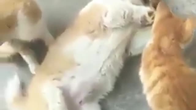 Dog vs cat