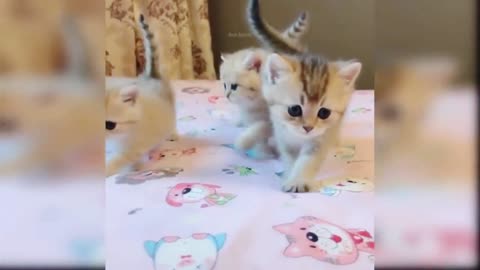 Kitties Walk On Bed