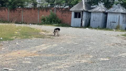 Dog playing alone