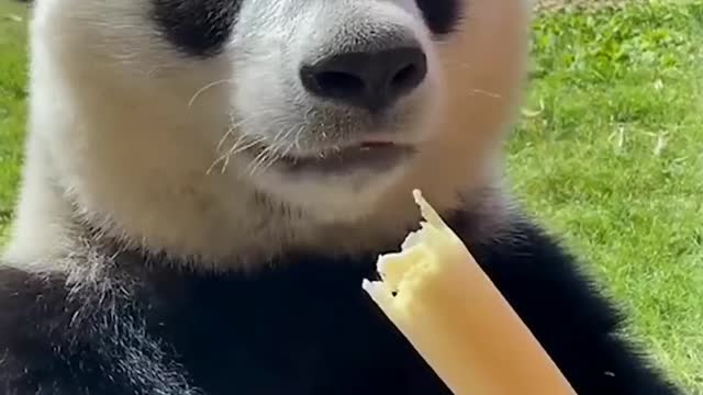 Panda eat bamboo