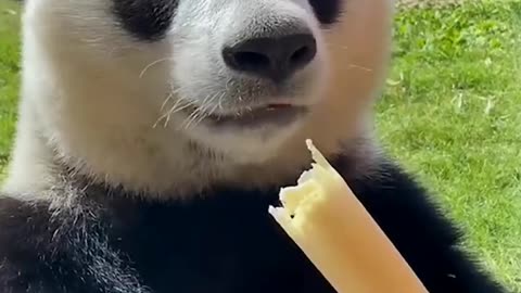 Panda eat bamboo