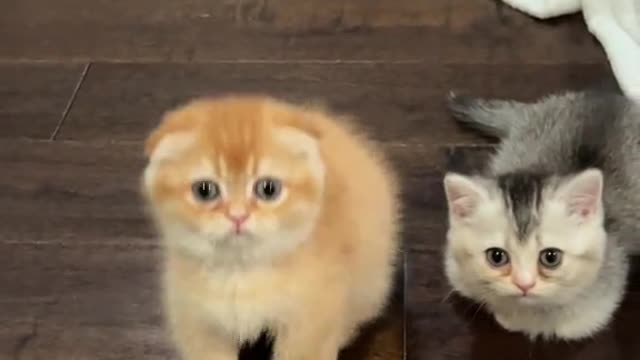 A cat that can stand
