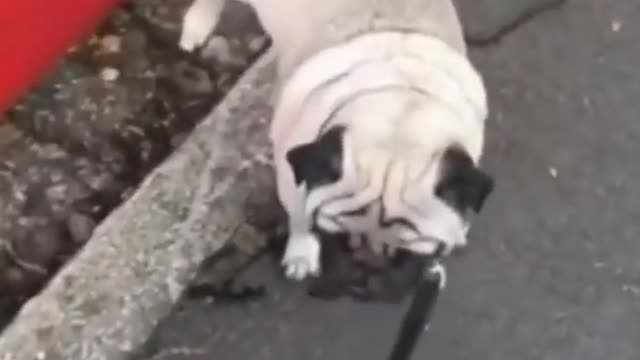 Funniest & Cutest Pug Dog Dancing