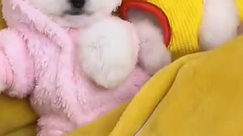 Baby Dogs - Cute and Funny Dog Videos Compilation