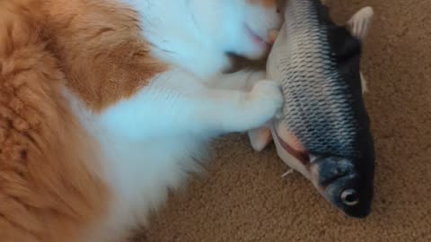 Otis and his toy fish